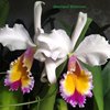 Cattleya Maggie Raphael Semi alba